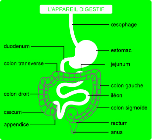 Maladie de Crohn explication graphique
