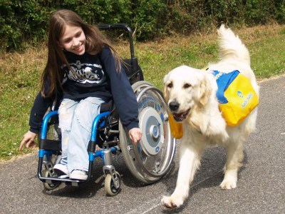 Un jeune Golden Retriver dressé par l'association Handi-chien