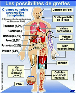 2012.03.26.les-differentes-greffes-possibles