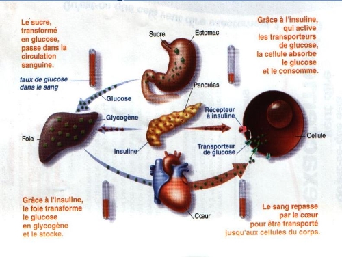 schema recapitulatif du fonctionnement de la regulation de la glycemiec hez une personne ne souffrant pas de diabete