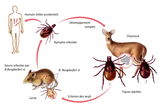 La maladie de Lyme Illustration