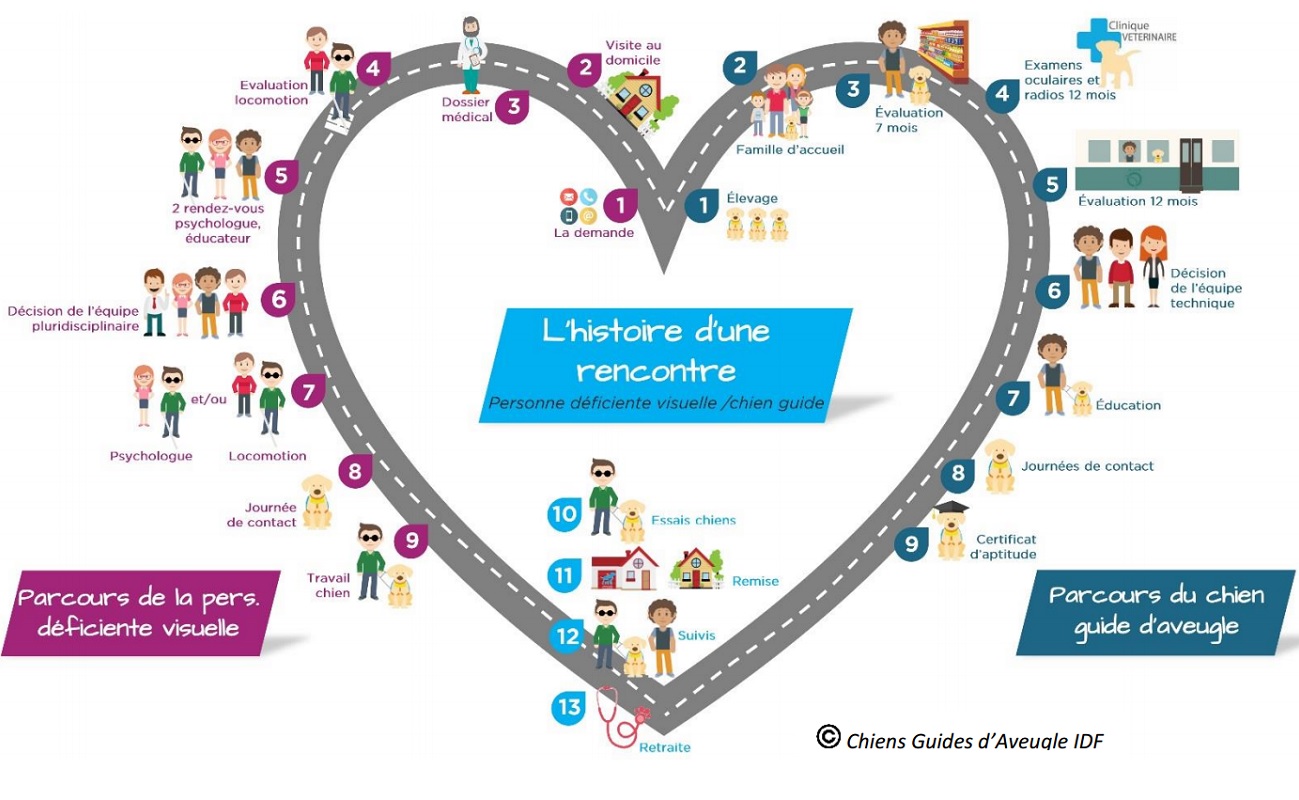 Parcour de la demande de chien guide a l otention un cheminement vers plus d autonomie