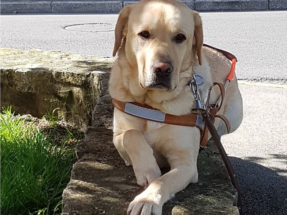Linux un jeune labrador servant de chien guide a Emmanuel ROUCHAUSSEE discriminé tous deux par le magasin lidl à Beauvais