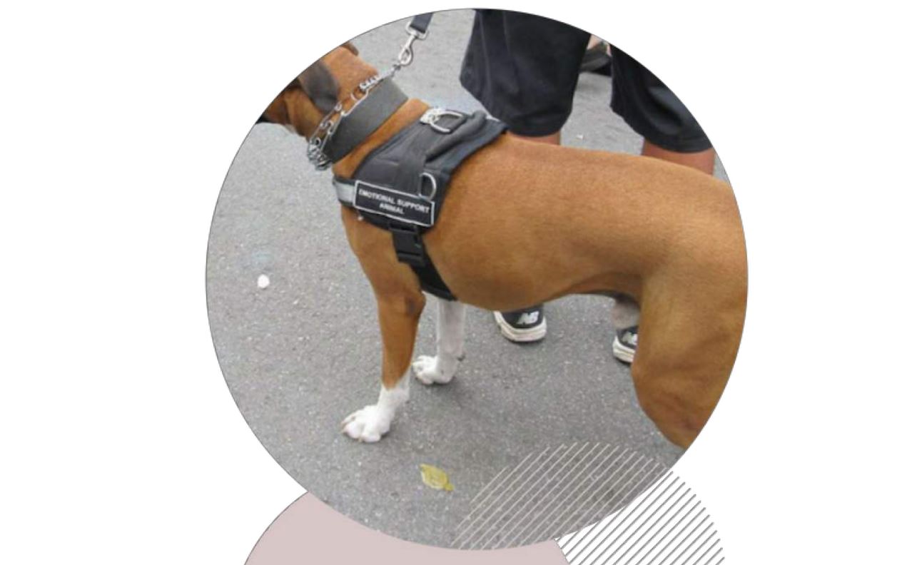 Un  chien de soutien émotionnel porteur d'un collier torcatus 2fbf3