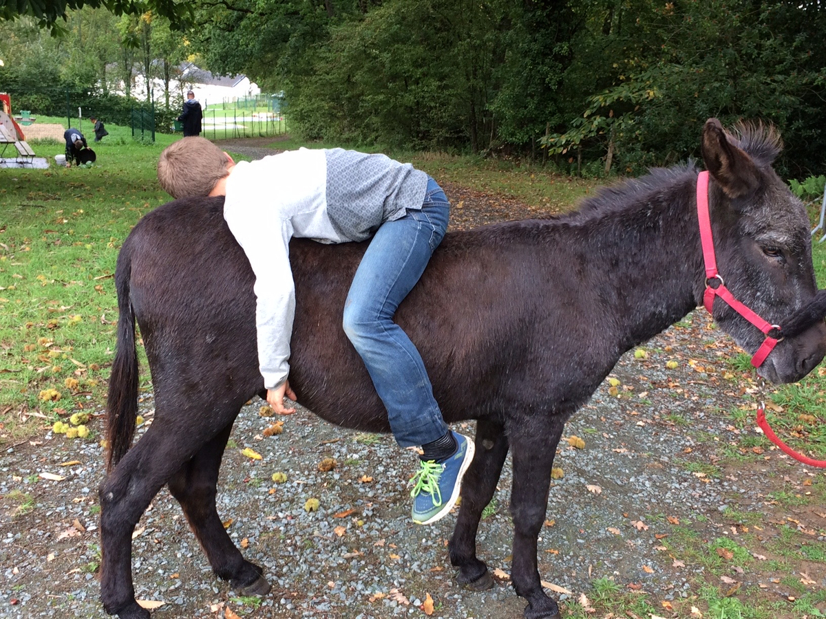 Un enfant allongée sur le dos d'un âne c5c52