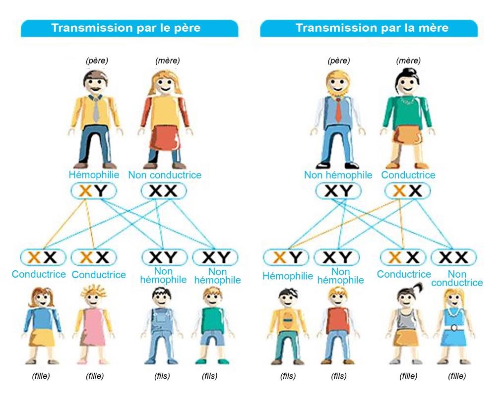 fiche d'explication de la transmission de la maladie l'hemophilie