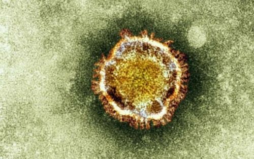 Observation d'un coronavirus au microscope