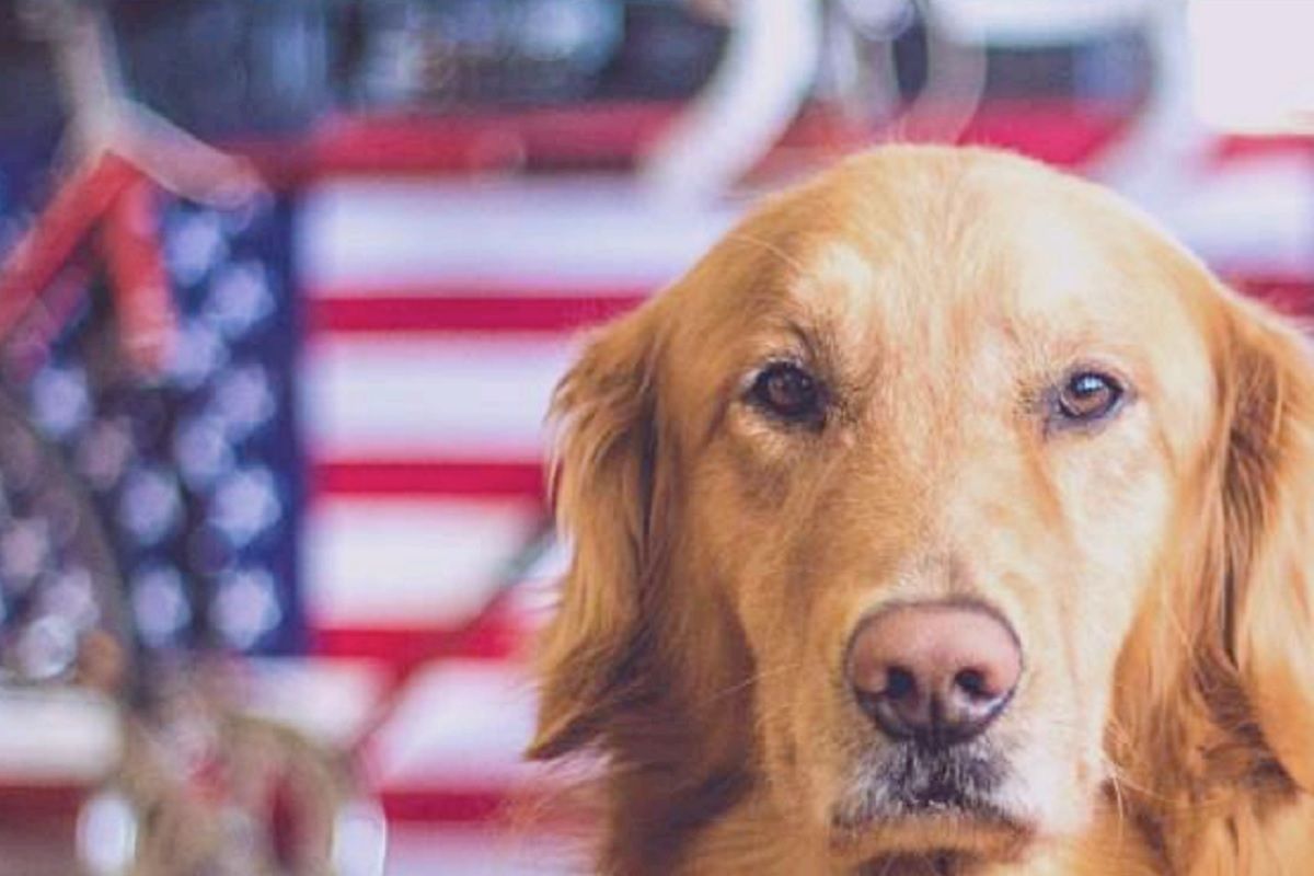 Un chien de soutien émotionnel avec en arrière plan le drapeau américain 9c870