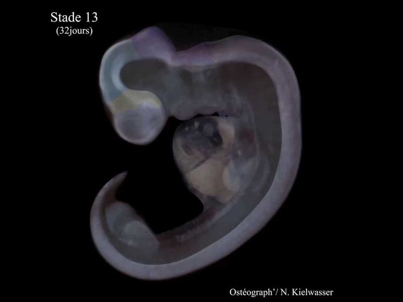 Developpement et croissance de l embryon humain