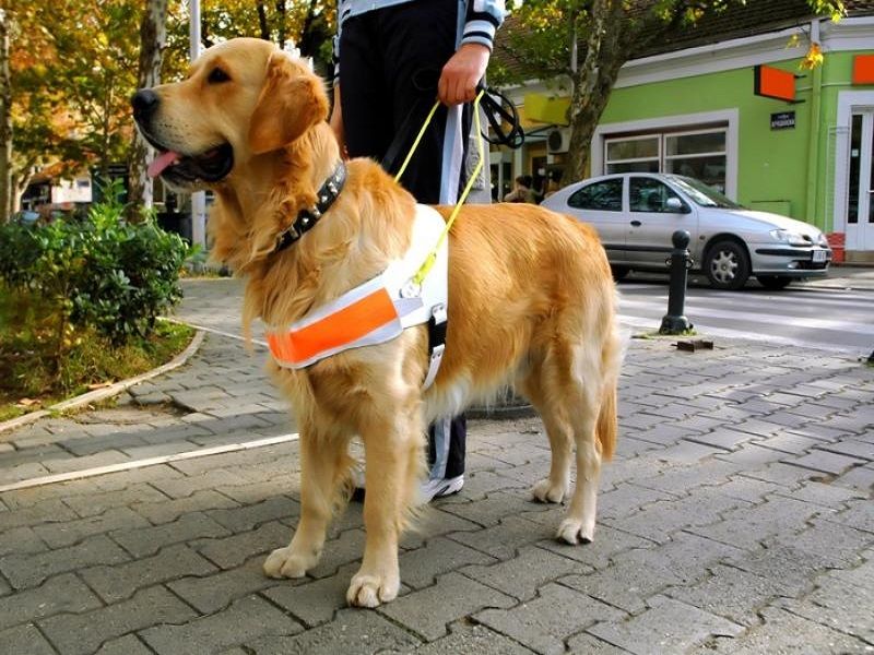 Un chien guide Golden retriever