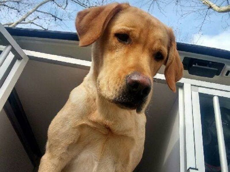 l'un des deux chien pour aveugle volé lully sur le point de terminer sa formation