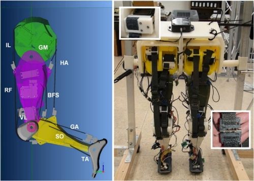 la jambe artificielle américaine mis au point par les deux scientifiques ©Neural Engineering