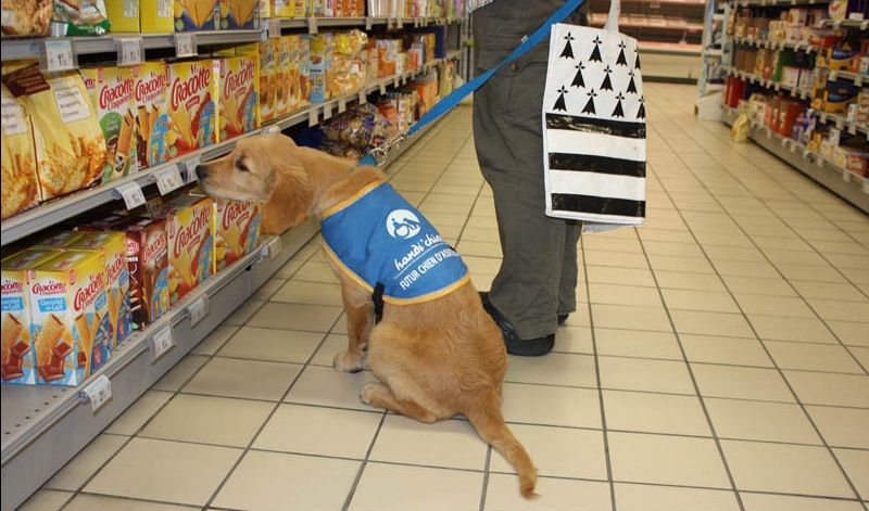 Handi Chien formation des chiens guide aveugle