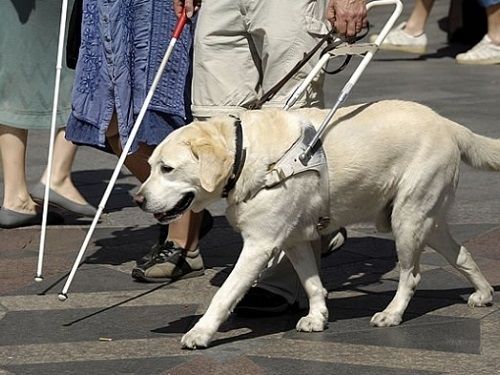 Un chien guide d'aveugle
