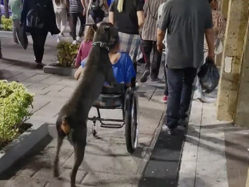 un chien prêt a tout pour rendre la vie de son jeune maitre plus facile en poussant son fauteuil 8e92f