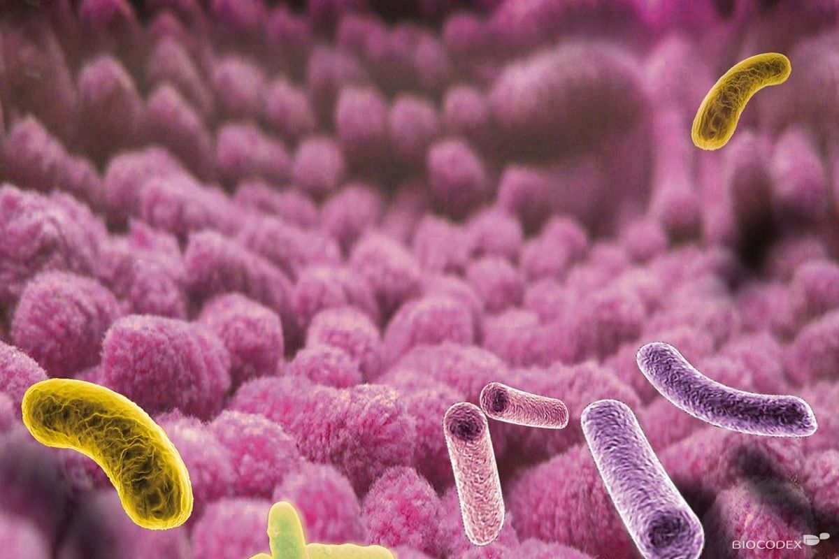 Le microbiote implique dans le Stress la depression mais aussi des maladies inflammatoires ou neurologiques