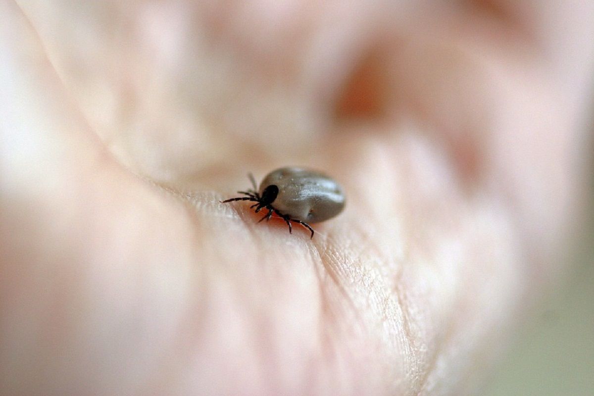Un tique a l origine de la maladie de Lyme