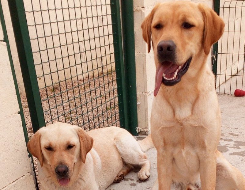 Les deux chiens Natcho et Lully récupérer par l’école de chiens guides d'aveugles de Lyon et du centre