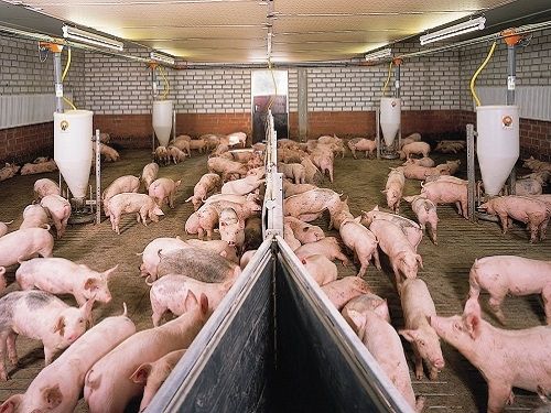 Des cohons enfermé dans un batiment