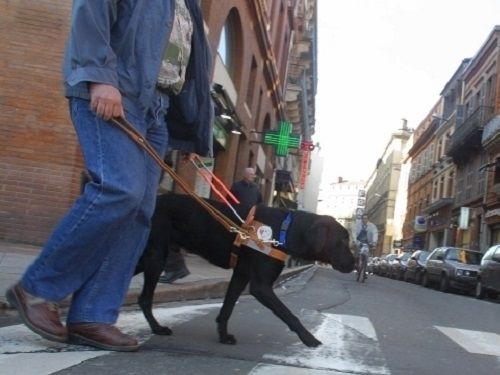 Un non-voyant et son chien a Toulouse rue des Lois, une vie quotidienne loin d'être facile
